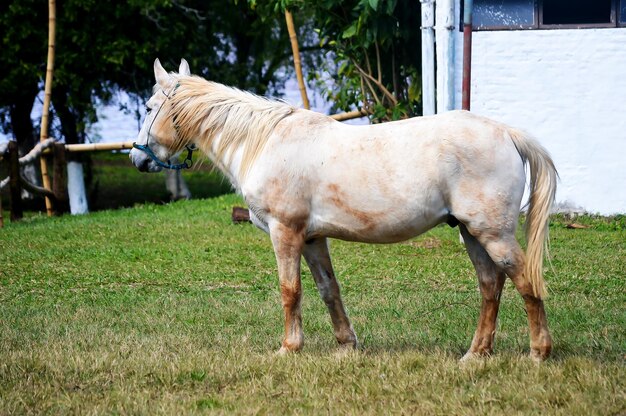 Caballo blanco solo en pasto en la granja