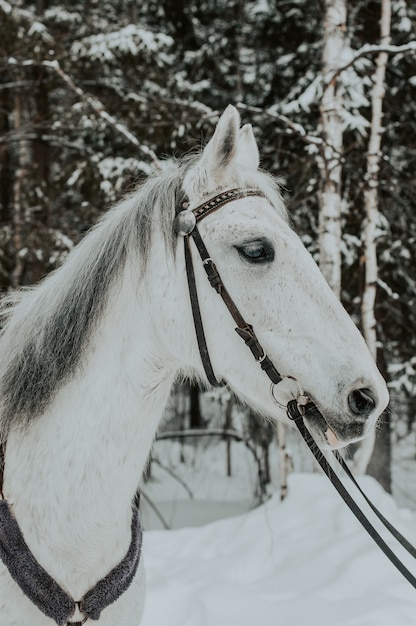 Caballo blanco