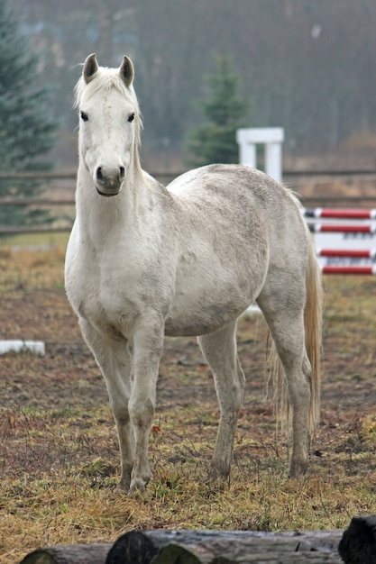 Foto caballo blanco