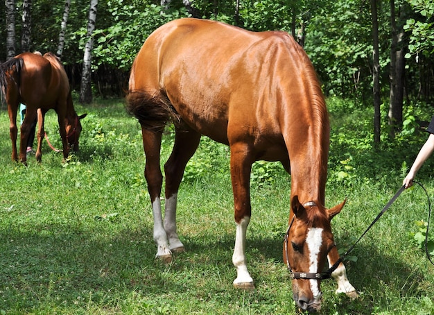 Caballo en el bosque verde