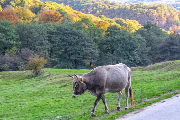 Foto caballo en el bosque