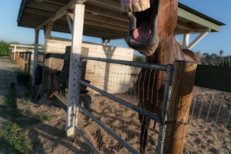Foto caballo bostezando mientras está de pie detrás de la valla