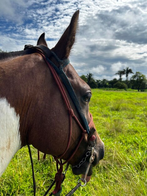 un caballo con una brida en la cabeza y un cielo nublado en el fondo