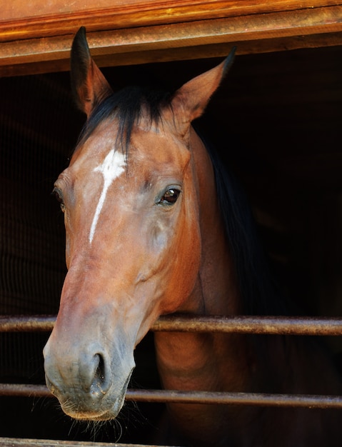 Caballo en busca de un establo