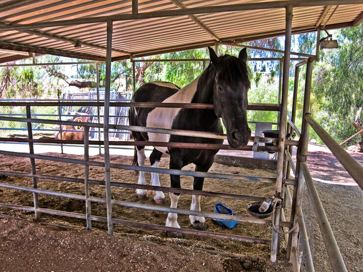 Foto caballo california