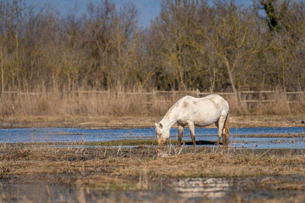 Caballo de la Camarga en el Parque Natural de las Marismas