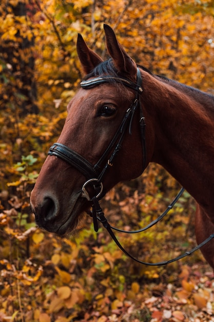 Un caballo camina en el bosque de otoño.