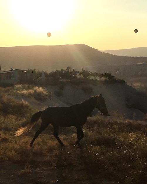 Foto caballo caminando por el campo contra la montaña durante un día soleado