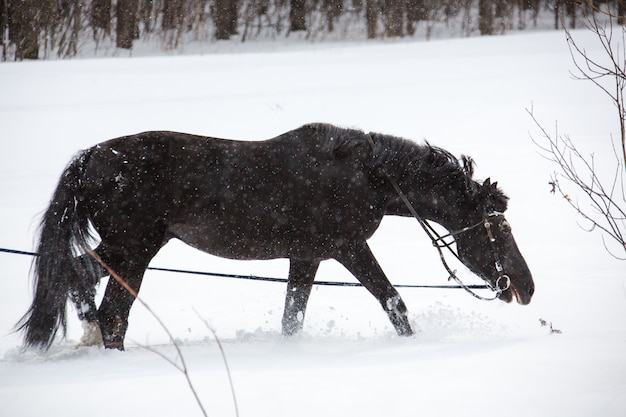 El caballo caminando en una estocada