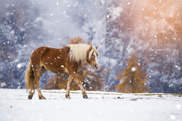 Caballo caminando por tierra cubierta de nieve