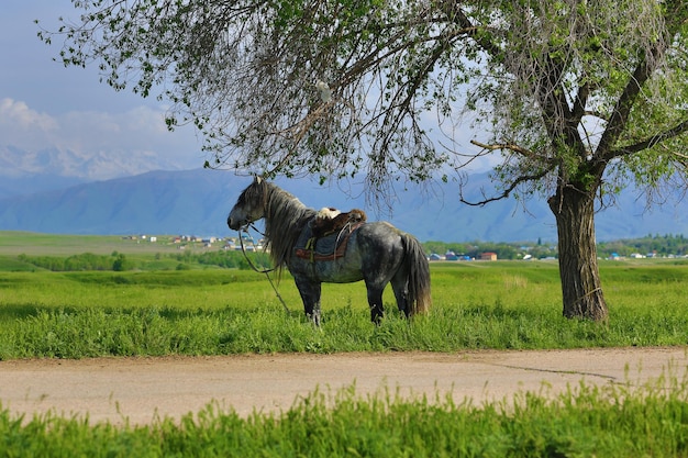 caballo de campo en un campo verde