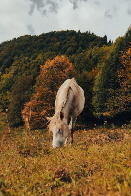 Caballo en el campo en la colina