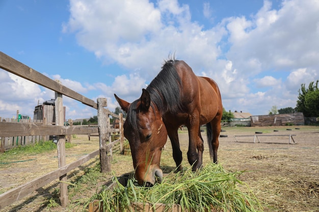 caballo en el campo comiendo hierba cerca de la cerca