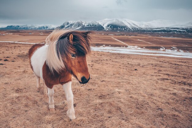 Caballo en el campo contra el cielo