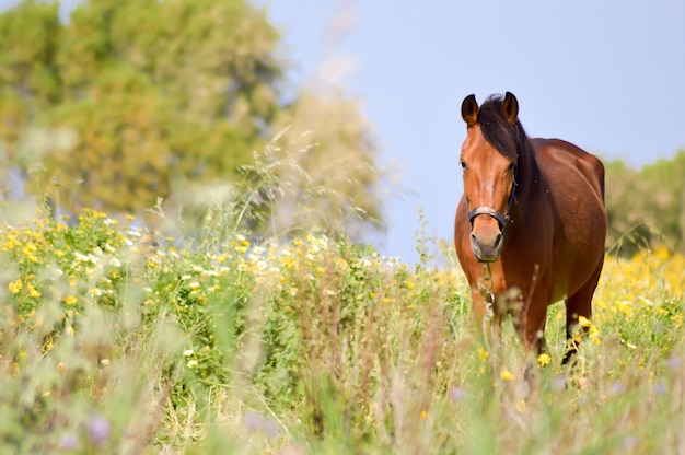 Foto caballo en el campo contra el cielo