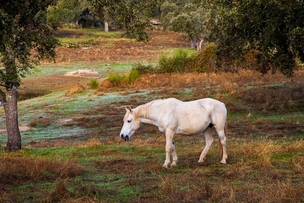 Caballo en un campo en la Dehesa de la Luz.