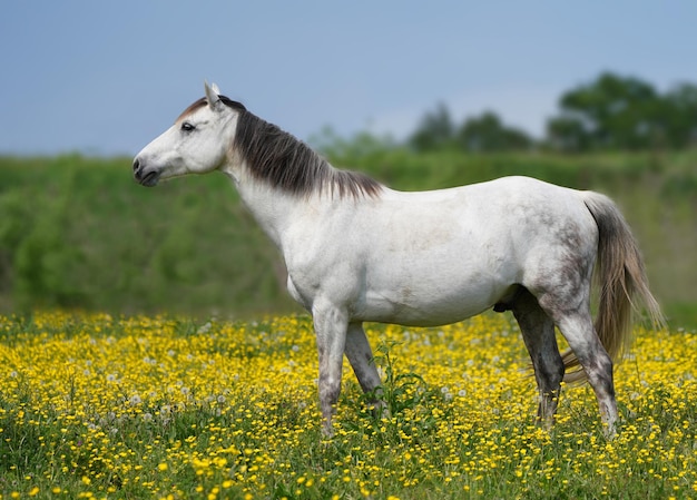 Foto un caballo en un campo de flores.