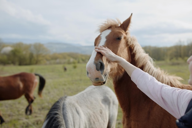 Caballo en el campo naturaleza paisaje viajes