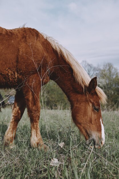 Caballo en el campo naturaleza paisaje viajes