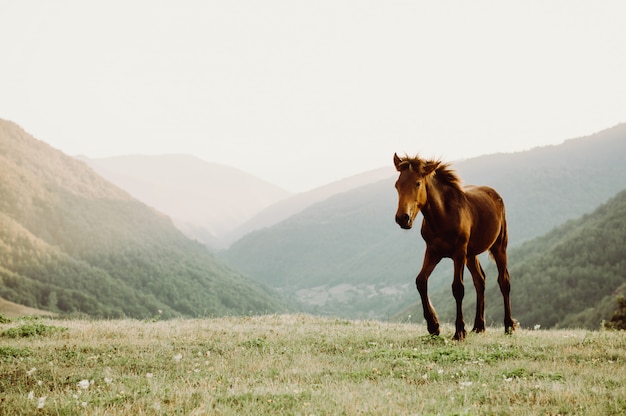 Caballo en un campo de pastoreo en un campo, montaña