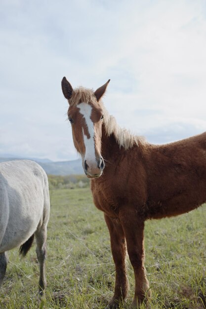 Caballo en el campo a pie naturaleza animales paisaje