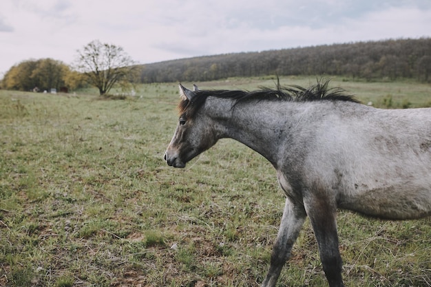 Caballo en el campo a pie naturaleza animales paisaje