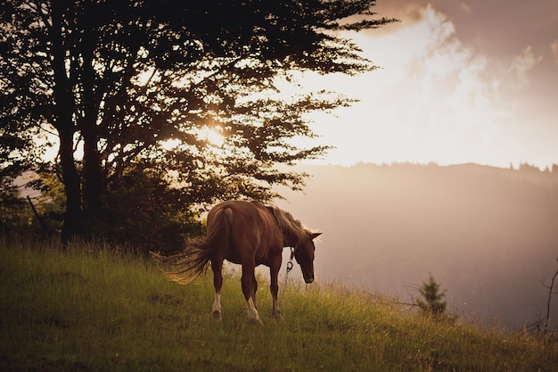 Caballo en campo. en la puesta de sol.