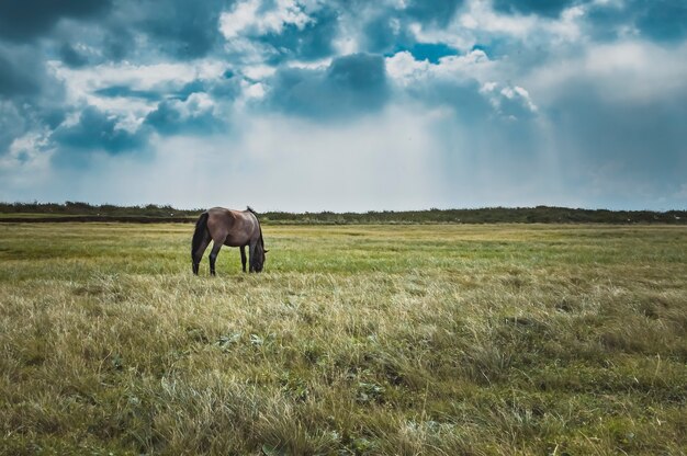 Un caballo en el campo verde comiendo hierbas con nubes en el fondo