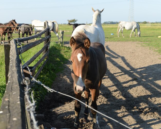 Caballo en el campo