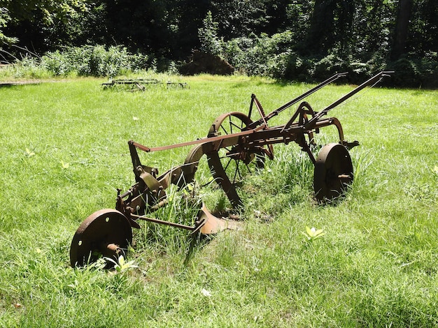 Caballo en el campo