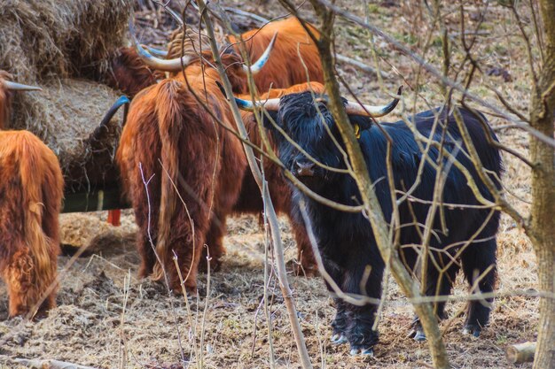 Caballo en un campo