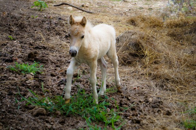 Foto caballo en el campo