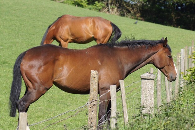 Foto caballo en el campo