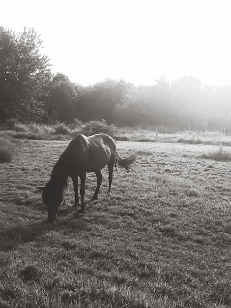 Foto caballo en un campo