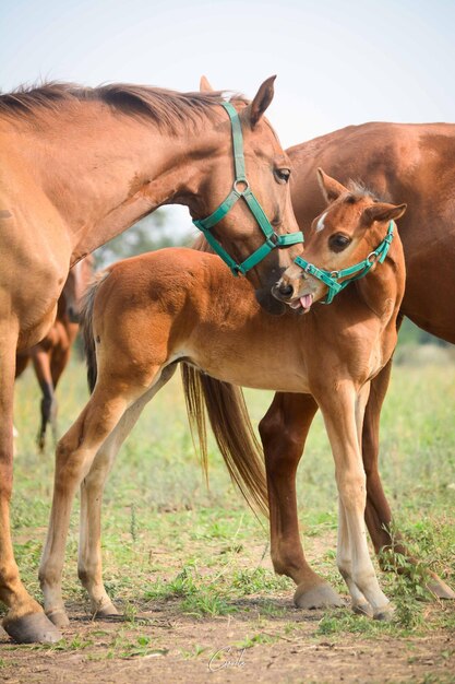 Caballo en el campo