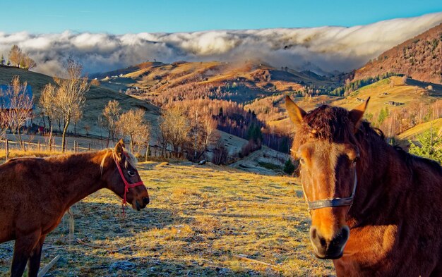 Caballo en un campo