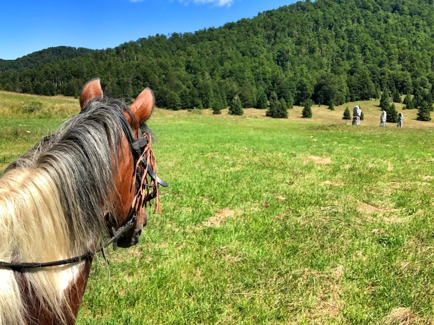 Caballo en un campo