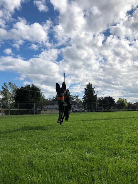 Foto caballo en un campo