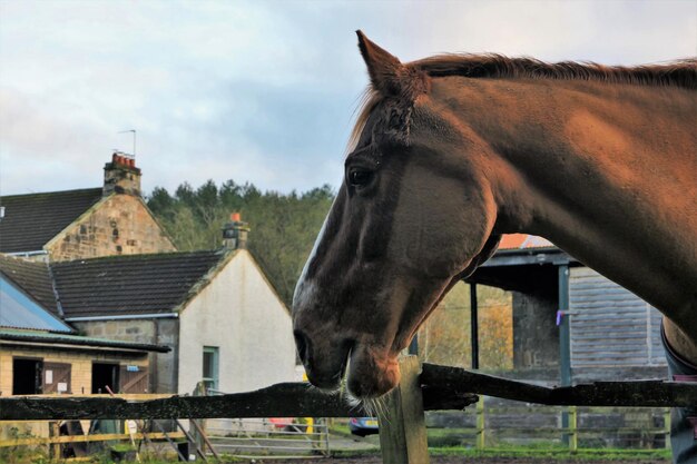 Caballo en el campo