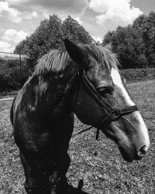 Foto caballo en un campo