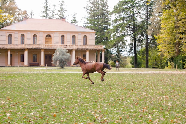 Foto caballo en un campo