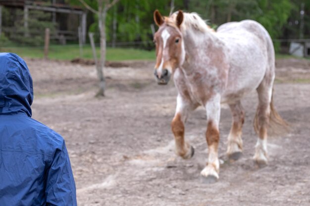 Un caballo con la cara blanca