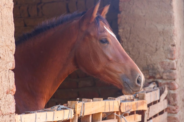 Caballo castaño en una caja de madera