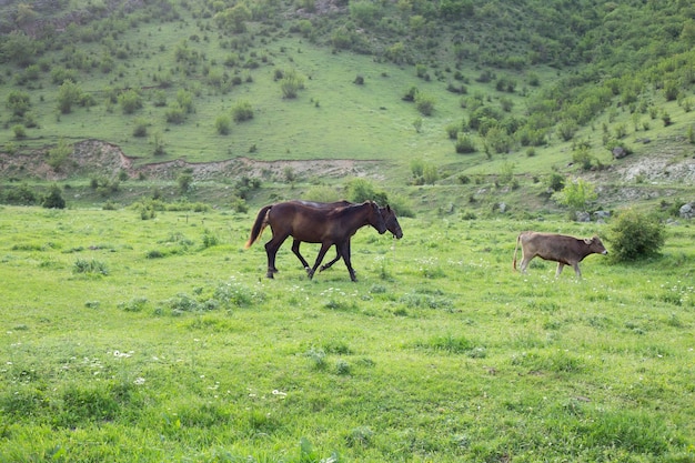 caballo castaño en un campo de verano