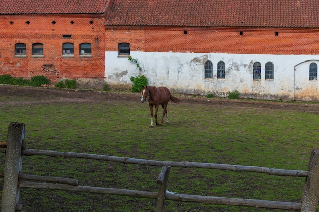 Caballo castaño corre al galope en un campo de primavera, verano