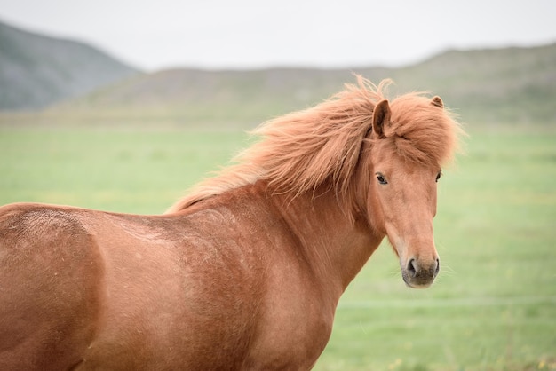 Caballo castaño en un pasto en Islandia