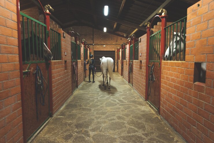 Foto caballo en un centro ecuestre