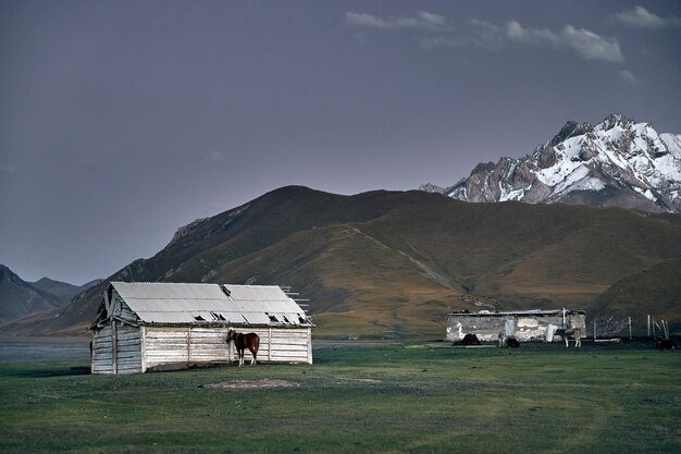 Caballo cerca de casa en el valle de la montaña