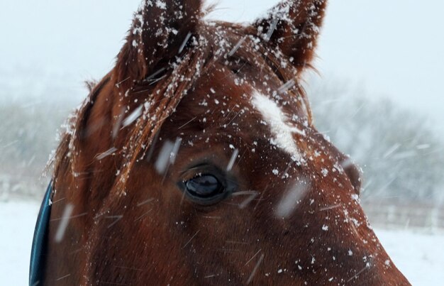 Foto caballo de cerca en la nieve que cae