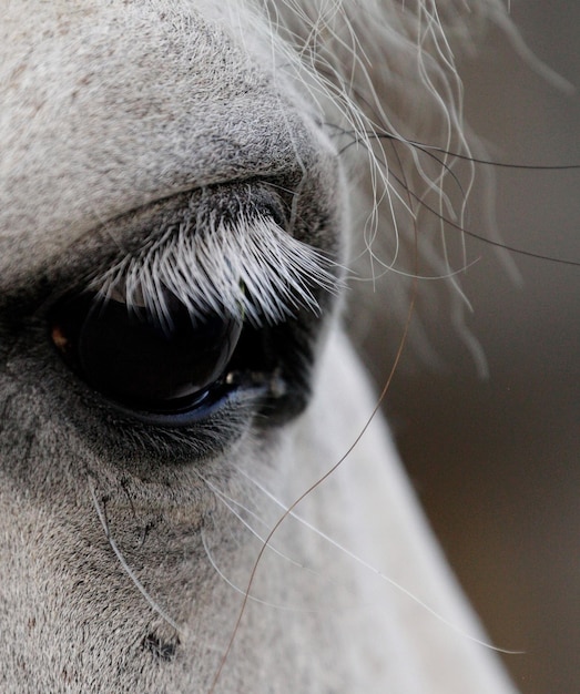 El caballo de cerca.